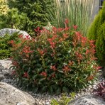Červienka Fraserova (Photinia × fraseri) ‘LITTLE FENNA’ - výška 15-25, kont. C2L